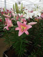 [3502 PO21 Aventino No01.JPG]